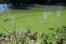 Mỹ: Nguồn nước máy nhiễm độc, nửa triệu dân thiếu nước