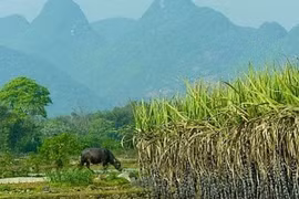 Ảnh minh họa. (Nguồn: china.org.cn)