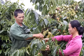 Đồng Nai xuất khẩu hơn 100.000 tấn càphê trong 4 tháng