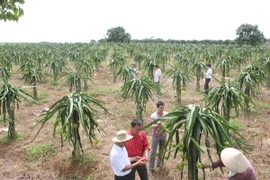 Tiền Giang ra quân phòng chống bệnh đốm nâu trên thanh long