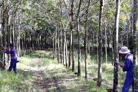 Nông dân trồng cao su Phú Yên lo lắng vì giá mủ giảm mạnh