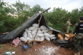 Cảnh sát Paraguay bắt giữ hơn 31 tấn cần sa chỉ trong một ngày