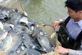 Cựu chiến binh chung sức biến đất hoang hóa thành "mỏ vàng"