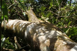 Hà Tĩnh: Cần xử lý các đối tượng hành hung cán bộ bảo vệ rừng