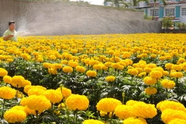 Các nhà vườn Đồng Tháp chuẩn bị nhiều giống hoa mới phục vụ Tết