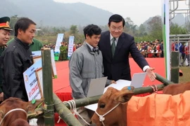 Tặng 144 con bò giống cho các hộ nghèo ở huyện Đồng Văn