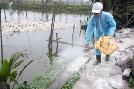 Rắc vôi bột phòng ngừa dịch bệnh tại một hộ chăn nuôi gia cầm. (Ảnh: Đình Huệ/TTXVN)