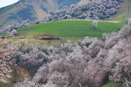 [Photo] Hoa mai rực rỡ khoe sắc ở khu tự trị Tân Cương