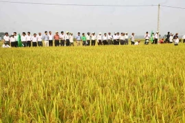 Hà Nội khảo nghiệm thành công giống lúa mới cho năng suất cao