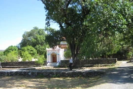 Phú Yên: 20 cây xoài di sản bị nhiễm bệnh nghiêm trọng