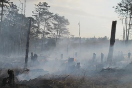 Đắk Nông: Xử lý các đối tượng để rừng thông 30 năm bị hủy hoại