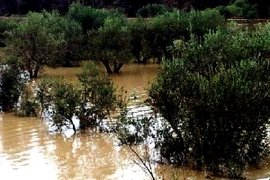 Ngành sản xuất dầu ôliu của Italy thiệt hại nặng vì thời tiết xấu