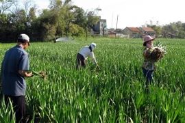 Quảng Ngãi: Thời tiết xấu làm chết hàng chục hécta hoa layơn