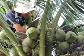Bến Tre có thêm 6 thị trường mới xuất khẩu các sản phẩm dừa 
