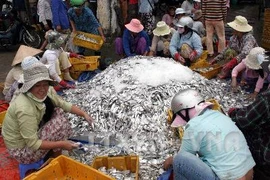 Phân loại cá hố tại cảng. (Ảnh: Quang Ngọc/TTXVN)