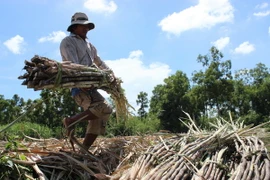 Nông dân Trà Vinh lao đao vì giá mía nguyên liệu giảm mạnh