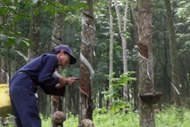 Nông dân tại Đắk Nông chặt bỏ gần 400ha cao su vì lỗ nặng