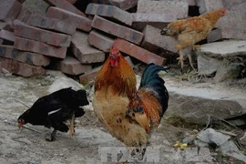 Gia cầm nuôi tại một nhà dân ở làng Sirong, tỉnh Quảng Tây ngày 10/2. (Nguồn: AFP/TTXVN)