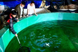 Lào Cai xây thêm 20 điểm cung ứng giống thủy sản sạch