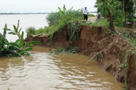 Sạt lở bờ sông Hồng "nuốt chửng" hàng nghìn m2 đất canh tác