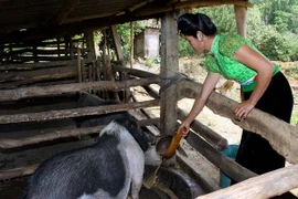 Sức sống mới trên huyện Điện Biên Đông hôm nay