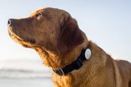 Dịch vụ có tên là Petfit này có giá là 25.900 yen/năm