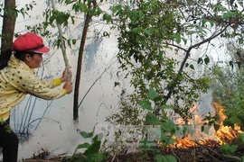 Một vụ cháy rừng tràm tại Cà Mau. Ảnh minh họa. (Nguồn: TTXVN)