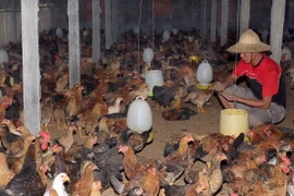 Xây dựng vùng an toàn dịch bệnh trên đàn gà ở Đông Nam Bộ 