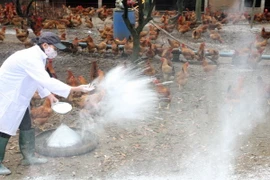 Tăng phòng chống, sẵn sàng ứng phó dịch bệnh cúm A/H5N6