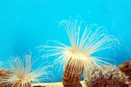 Ngành hải dương học Việt Nam tích cực hội nhập quốc tế