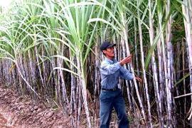 Vùng nguyên liệu mía Trà Cú. (Nguồn: travinh.gov.vn)