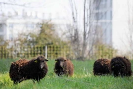 Australia: "Siêu thực phẩm” giúp tăng chất lượng thịt, sữa gia súc