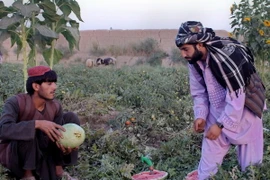 EU viện trợ thêm 1,4 tỷ euro giúp Afghanistan phát triển kinh tế