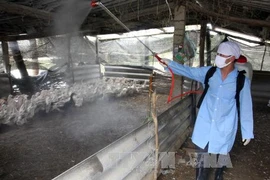 Phun thuốc tiêu độc khử trùng những khu vực có nguy cơ nhiễm cúm gia cầm cao. (Ảnh: Đình Huệ/TTXVN)