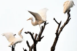 Hải Dương đẩy mạnh phát triển du lịch sinh thái ở Đảo Cò 