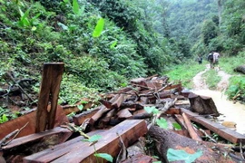 Đắk Nông yêu cầu làm rõ trách nhiệm trong việc rừng bị xâm hại