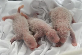 Kỳ diệu khi lần đầu tiên gấu trúc sinh ba và đều còn sống sót