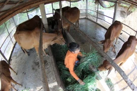 Tận dụng các lợi thế trong quy hoạch phát triển vùng bền vững