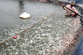 Cà Mau phấn đấu đạt 1,4 tỷ USD tổng kim ngạch xuất khẩu thủy sản