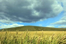 Giá lương thực thế giới lên mức cao nhất trong 10 tháng