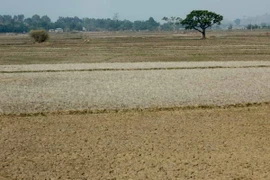 Mất rừng, nhiệt độ toàn vùng Tây Nguyên ngày càng tăng cao