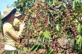 Ảnh minh họa. (Nguồn: TTXVN)