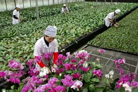 Doanh nghiệp Đài Loan đầu tư vào ngành nông nghiệp Quảng Ninh