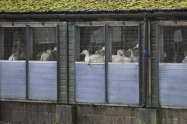 Ổ cúm gia cầm ở Anh có thể liên quan tới ổ dịch ở Hà Lan, Đức 