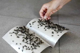 Long An: Cuộc sống người dân khốn đốn vì ruồi nhặng từ trại gà