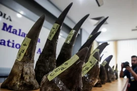 Ảnh minh họa. (Nguồn: EPA/TTXVN)