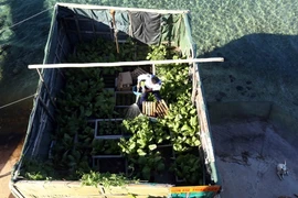 Chiến sỹ đảo Thuyền Chài B trồng rau xanh để cải thiện bữa ăn hàng ngày. (Ảnh: Quang Quyết/TTXVN)