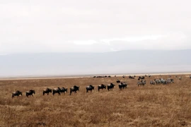 Đàn linh dương, ngựa vằn di chuyển trên một bình nguyên rộng lớn. (Ảnh: T.H/Vietnam+)