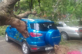 Hai chiếc ôtô bị cây phượng trùm lên. (Ảnh: T.H/Vietnam+)