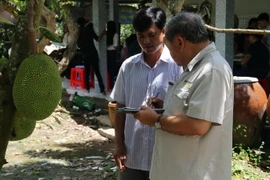 Phó giáo sư-tiến sỹ Nguyễn Minh Châu, Nguyên Viện trưởng Viện Cây ăn quả Miền Nam khảo sát giống mít Thái siêu sớm ở xã Cẩm Sơn, huyện Cai Lậy. (Ảnh: Minh Trí/TTXVN)